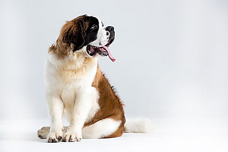 St. Bernard