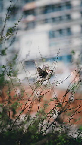 The Tiny Birds Helped the Man Understand the Meaning of Incarnation.