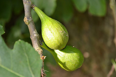 The symbolism of figs could start with Adam and Eve because, according to legend, the fig tree's magnificent leaves hid their nakedness.